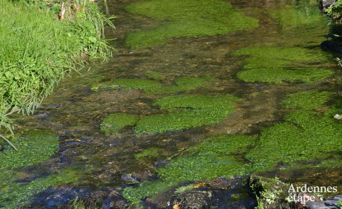Maison de vacances  Saint-Hubert pour 4 personnes en Ardenne