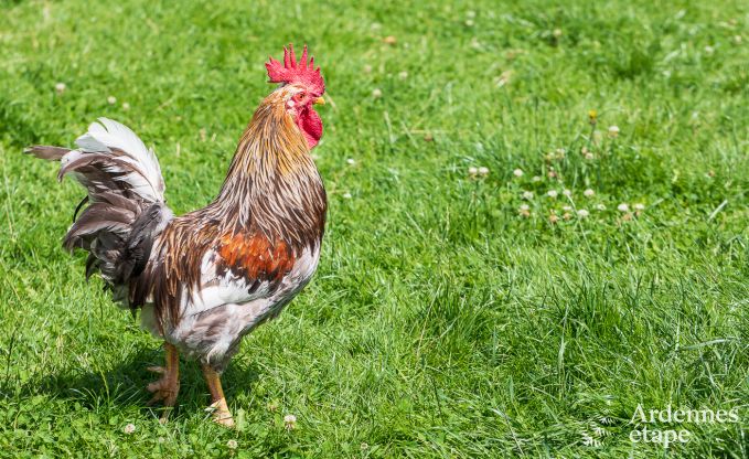 Maison de vacances  Saint-Vith pour 6 personnes en Ardenne