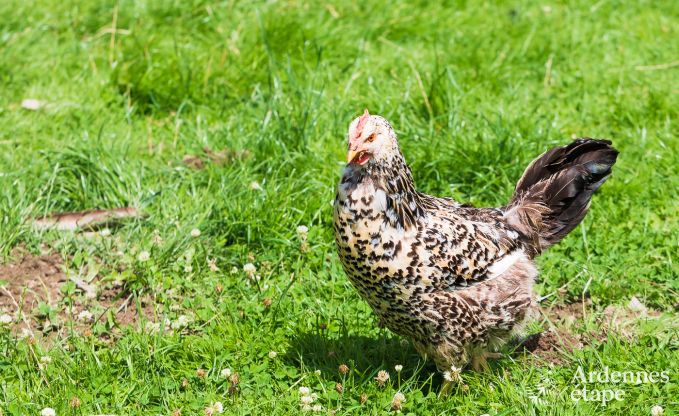 Maison de vacances � Saint-Vith pour 6 personnes en Ardenne