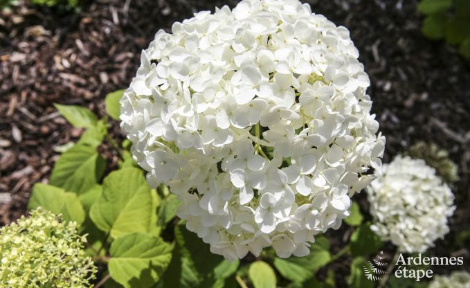 Maison de vacances � Sainte-Ode pour 6/8 personnes en Ardenne