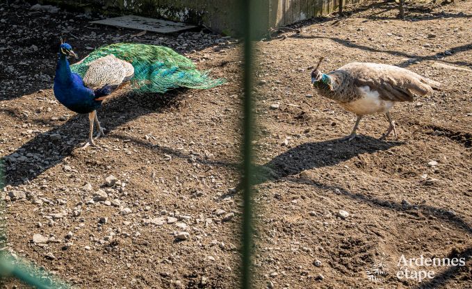 Maison de vacances familiale confortable avec piscine � Sainte-Ode, Ardenne