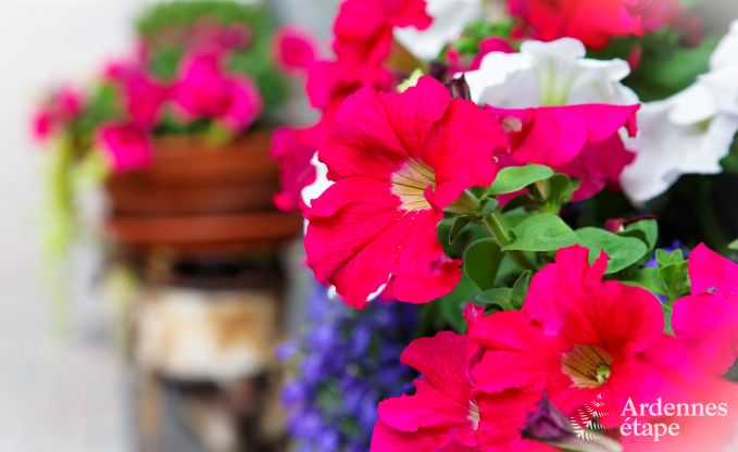 Maison de vacances  Sainte-Ode pour 6 personnes en Ardenne