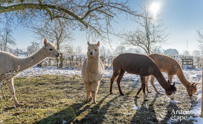 Ch�teau unique � Soiron : s�jour de luxe pour 14 personnes avec jardin priv�, salle de jeux et 5 chambres et � proximit� de Verviers
