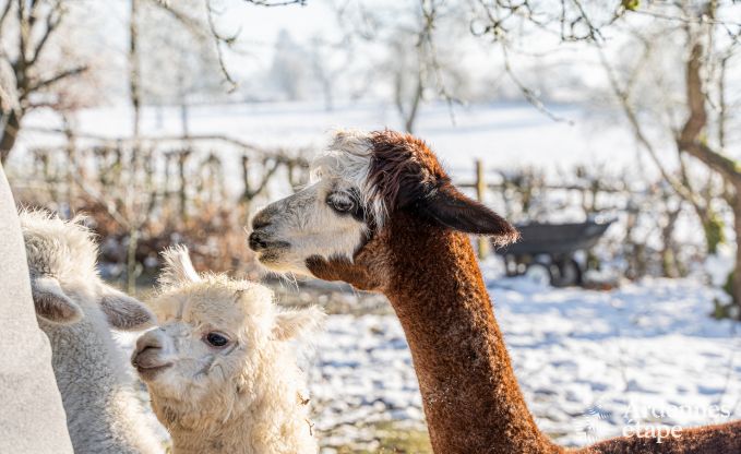 Ch�teau unique � Soiron : s�jour de luxe pour 14 personnes avec jardin priv�, salle de jeux et 5 chambres et � proximit� de Verviers