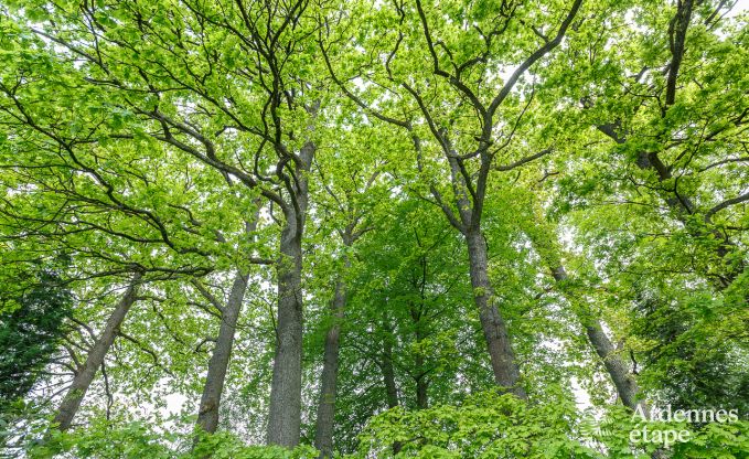 Maison de vacances � Spa pour 20 personnes en Ardenne