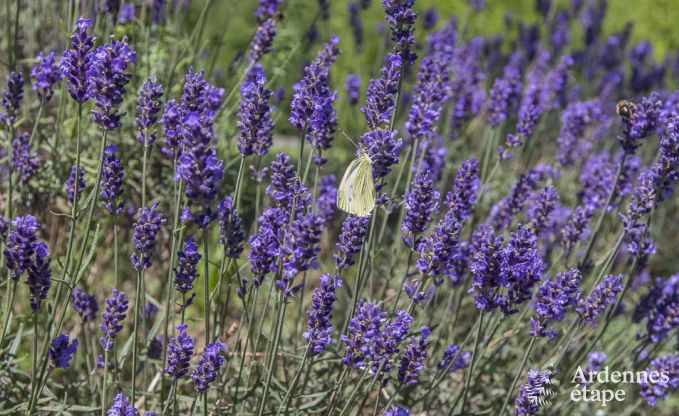 Villa de Luxe � Spa pour 13/14 personnes en Ardenne