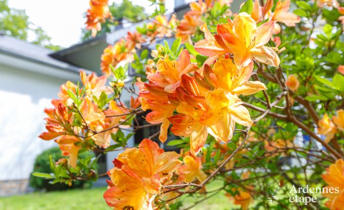 Maison de vacances � Spa pour 15 personnes en Ardenne