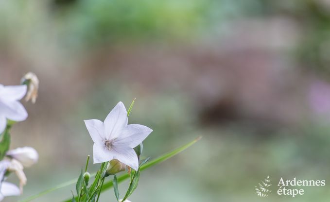 Maison de vacances  Sprimont pour 2/4 personnes en Ardenne