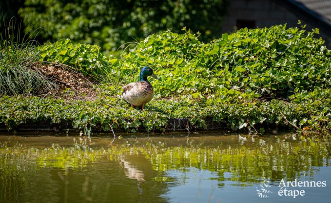 Chalet � Stavelot pour 2 personnes en Ardenne