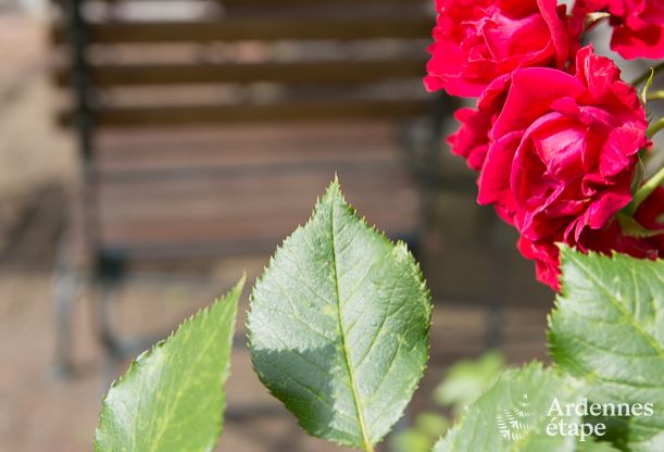 Villa de Luxe � Stavelot pour 14 personnes en Ardenne