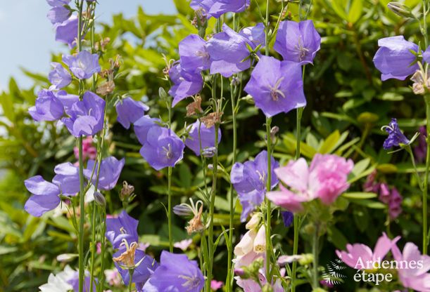 Maison de vacances � Stavelot pour 4 personnes en Ardenne