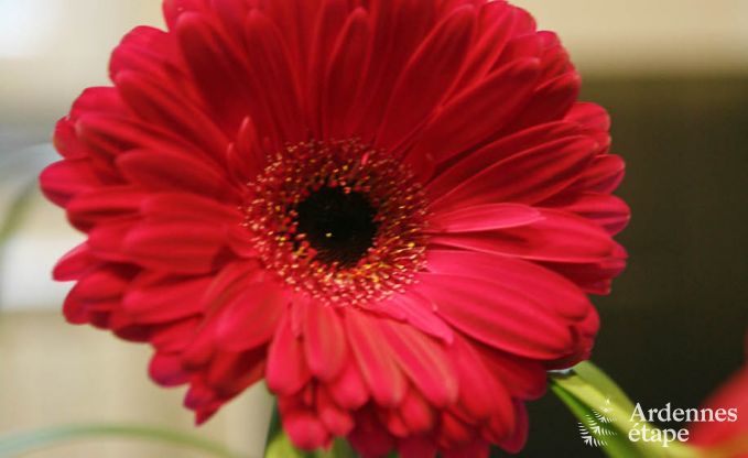 Maison de vacances � Stavelot pour 9 personnes en Ardenne