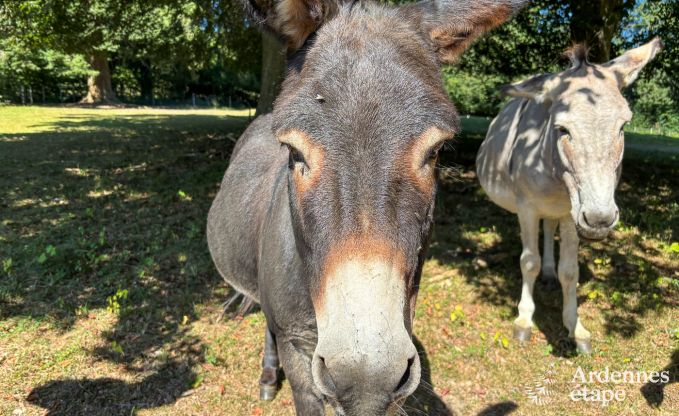 Ch�teau � Stoumont pour 22 personnes en Ardenne