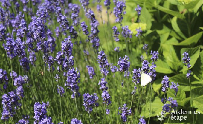 Maison de vacances � Stoumont pour 2/4 personnes en Ardenne