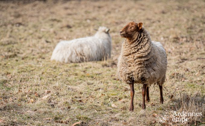 Gite de charme  Tenneville pour 6/8 personnes en Ardenne