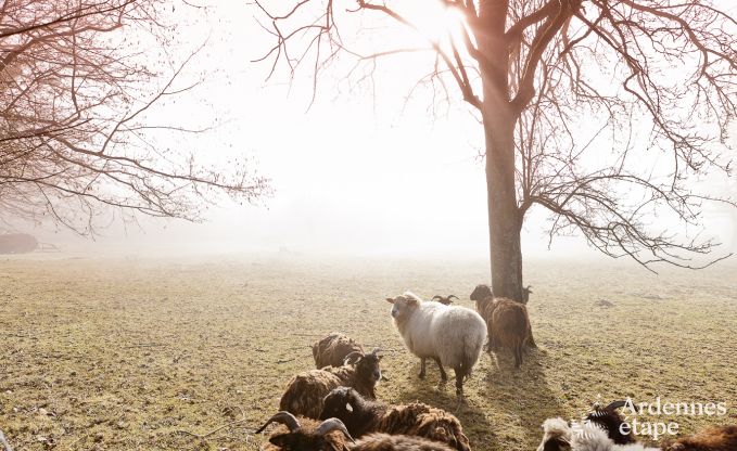 Maison de vacances � Theux pour 8 personnes en Ardenne