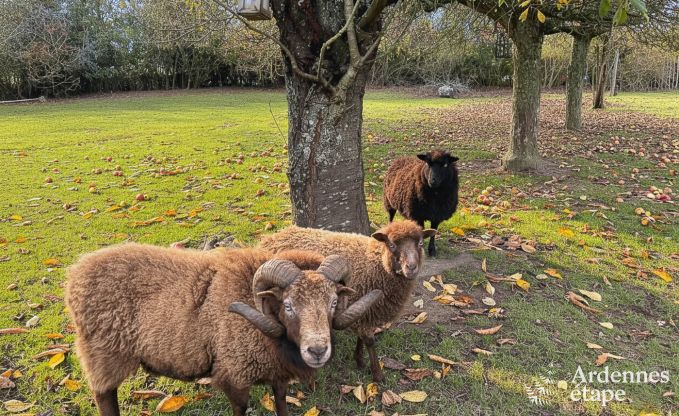 Grande maison de vacances pour 9 personnes � Tinlot avec 4 chambres et salles de bains, piscine, jardin priv� et �quipements de jeux