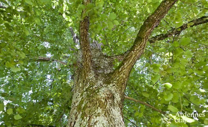 Ch�teau � Trois-Ponts pour 14 personnes en Ardenne