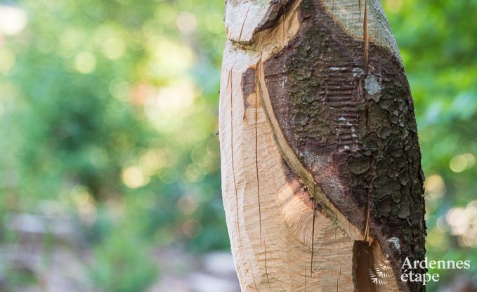 Maison de vacances � Trois-Ponts pour 10/11 personnes en Ardenne