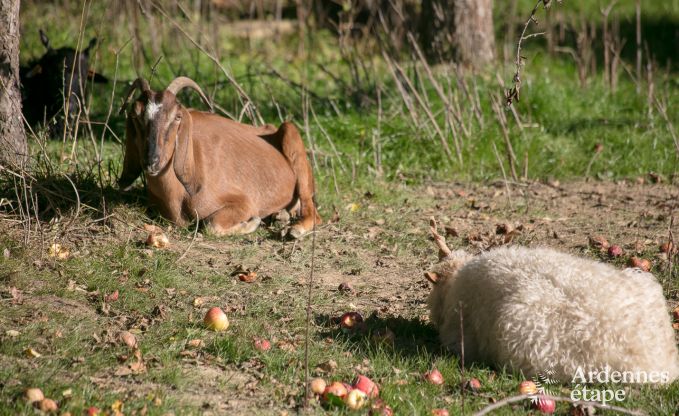 Maison de vacances � Trois-Ponts pour 10 personnes en Ardenne