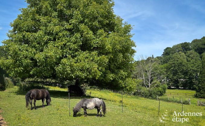 Maison chien admis et conviviale pour 6 personnes  Trois-Ponts, en Ardenne.