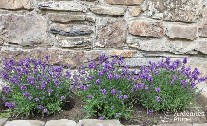 Maison de vacances  Trois-Ponts pour 8 personnes en Ardenne