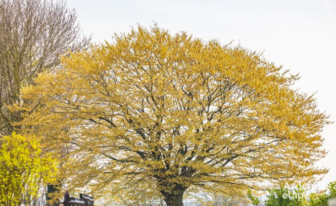 Maison de vacances charmante  Trooz, Ardenne