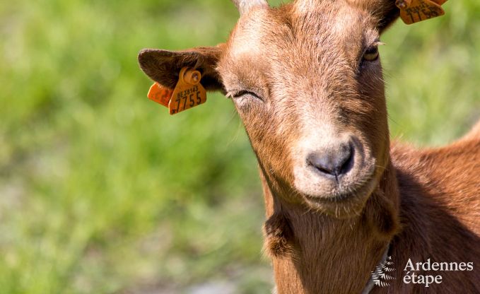 Villa de Luxe  Vaux-sur-Sre pour 6/9 personnes en Ardenne