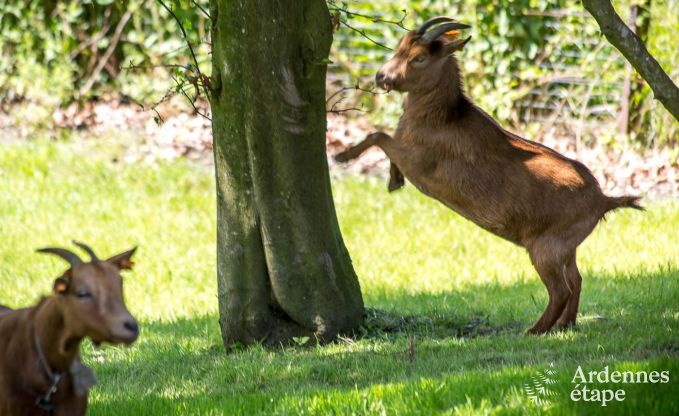 Villa de Luxe � Vaux-sur-S�re pour 6/9 personnes en Ardenne