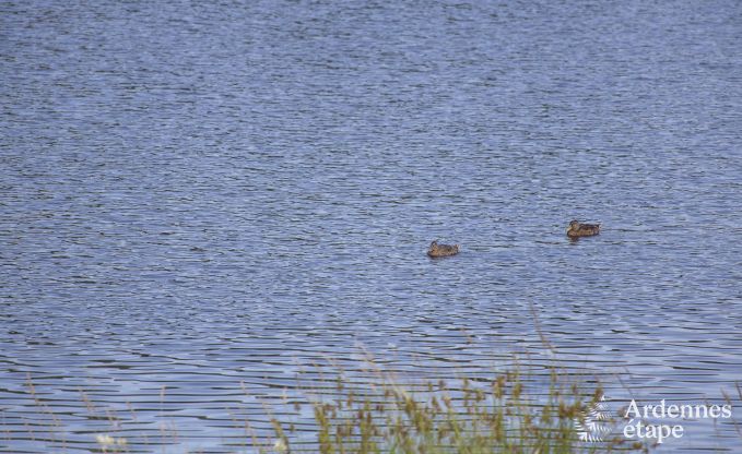 Appartement � Vielsalm pour 4 personnes en Ardenne