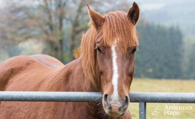 Chalet � Vielsalm pour 7 personnes en Ardenne