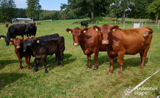 S�jour insolite dans un yourte unique � Vielsalm : entour� de prairies, avec jardin, lits faits et 1 chien