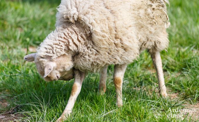 G�te insolite � Vielsalm pour 2/3 personnes en Ardenne