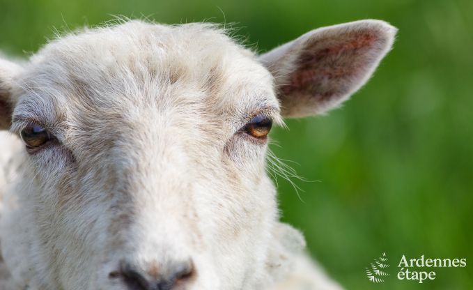 G�te insolite � Vielsalm pour 2/3 personnes en Ardenne