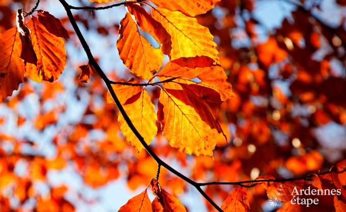 Maison de vacances � Vielsalm pour 13/14 personnes en Ardenne