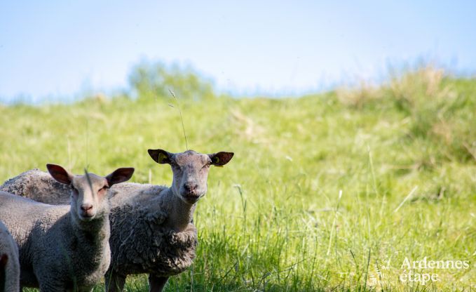 Villa de Luxe avec wellness � Vielsalm pour 12 personnes en Ardenne