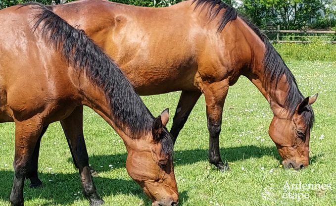 Maison de vacances  Vielsalm pour 4/5 personnes en Ardenne