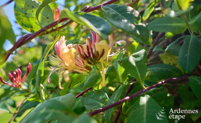 Charmante maison de vacances avec sauna et trs bel environnement  Vielsalm, Ardenne