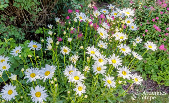 Maison de vacances � Virelles pour 6 personnes en Ardenne