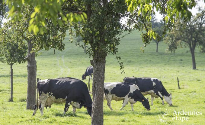 Maison de vacances � Voeren pour 20/24 personnes en Ardenne