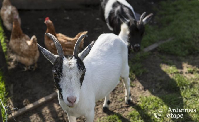 Maison de vacances  Voeren pour 12 personnes en Ardenne