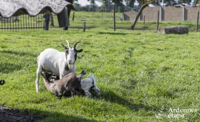 Maison de vacances  Voeren pour 12 personnes en Ardenne