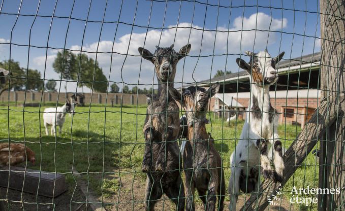 Maison de vacances  Voeren pour 12 personnes en Ardenne