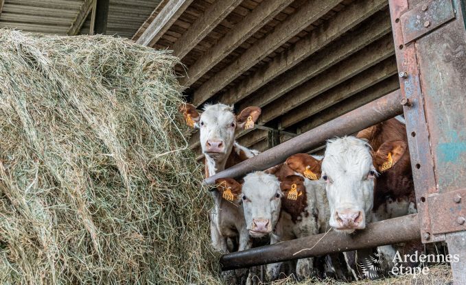 Vacances  la ferme  Vresse-Sur-Semois pour 27 personnes en Ardenne