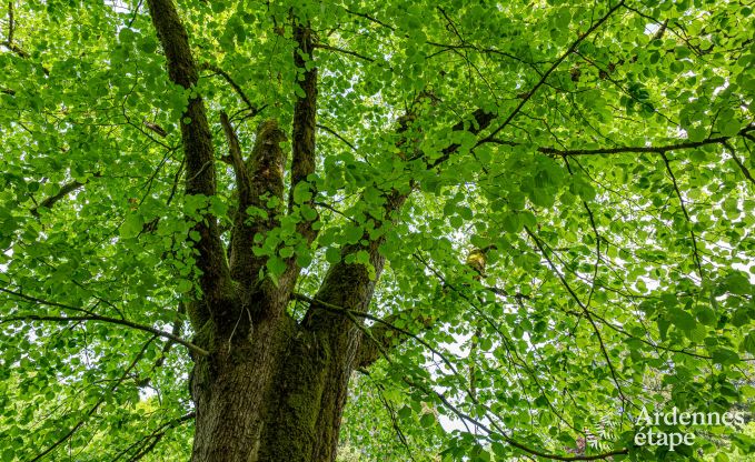 Maison de vacances de luxe pour grands groupes  Vresse-sur-Semois, Ardenne
