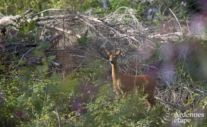 Maison de vacances  Waimes pour 24 personnes en Ardenne