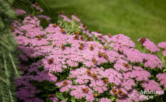 Villa de Luxe  Waimes pour 14 personnes en Ardenne