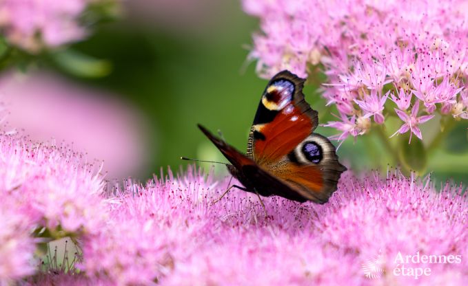 Villa de Luxe  Waimes pour 14 personnes en Ardenne