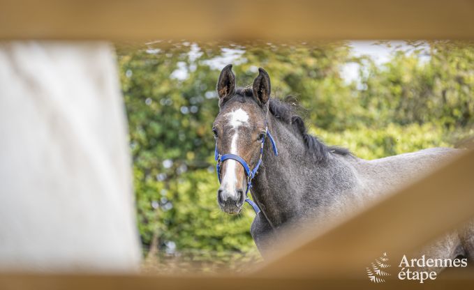 Maison de vacances spacieuse  Walcourt, Ardenne, 5 chambres, 5 salles de bain, piscine et quipements familiaux pour 10 personnes