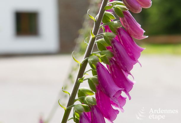 Maison de vacances � Xhoffraix pour 16 personnes en Ardenne